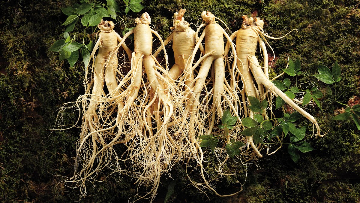 NHÂN SÂM TƯƠI HÀN QUỐC